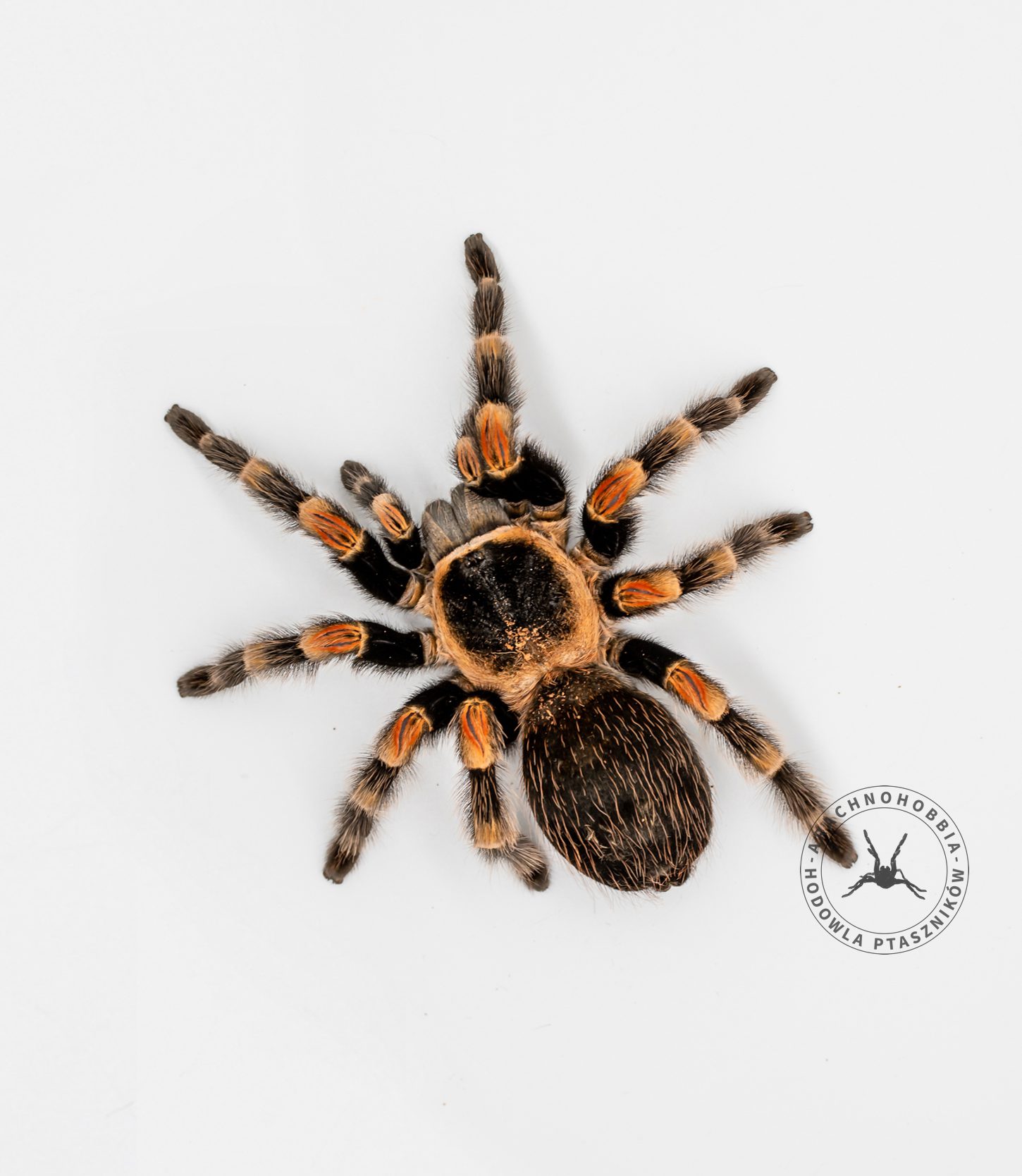 Brachypelma hamorii (ex. smithi) L4