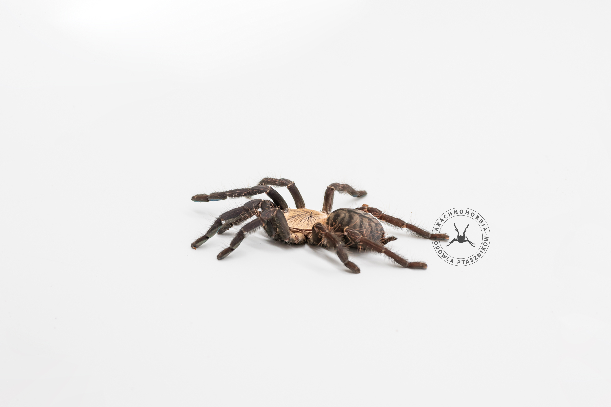 Cyriopagopus sp. hati-hati L4