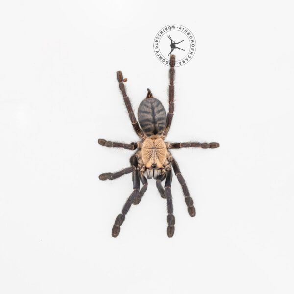 Phormingochilus hatihati - L3