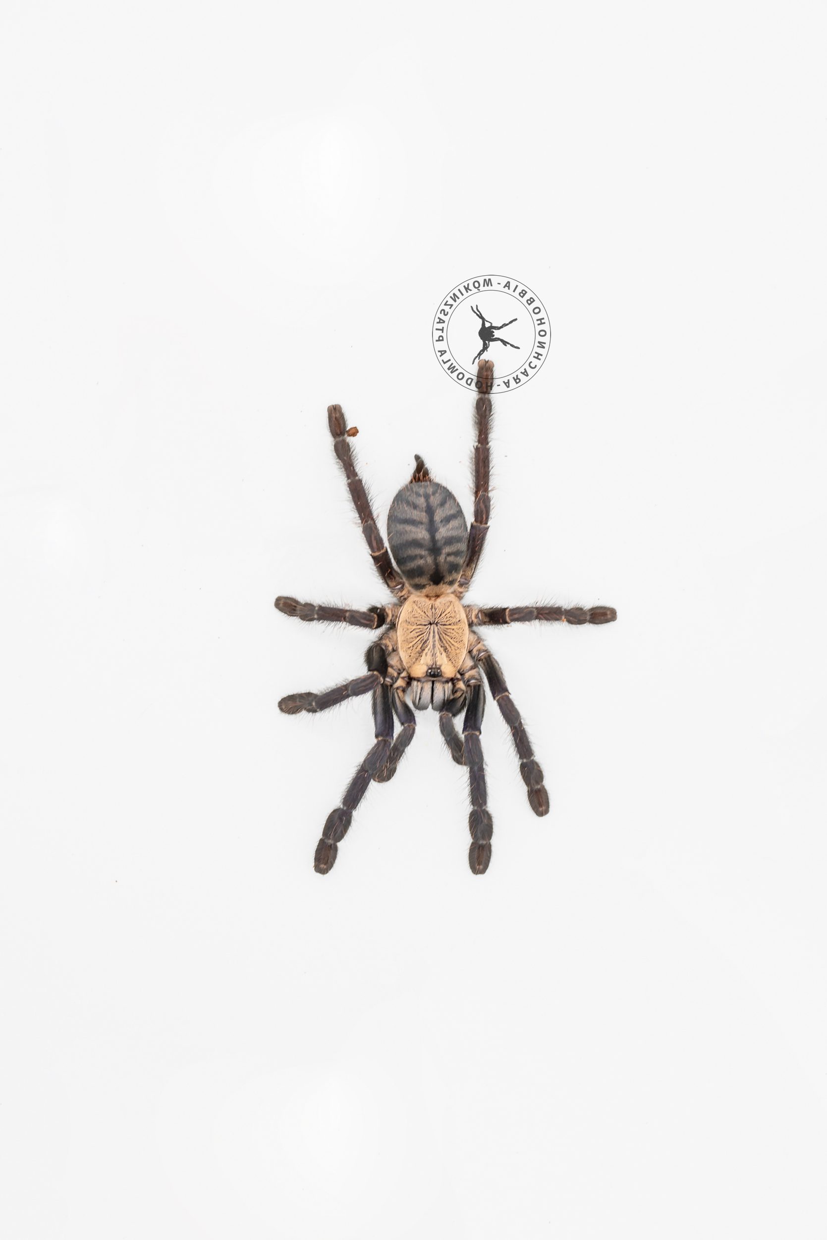Cyriopagopus sp. hati-hati L4