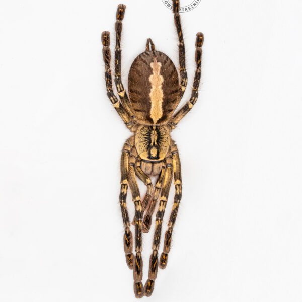 Poecilotheria ornata - L1