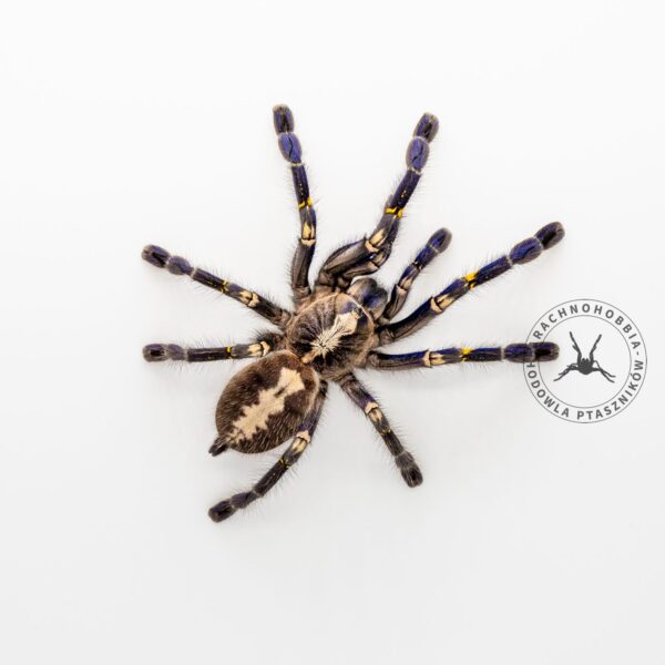 Poecilotheria metallica - L3
