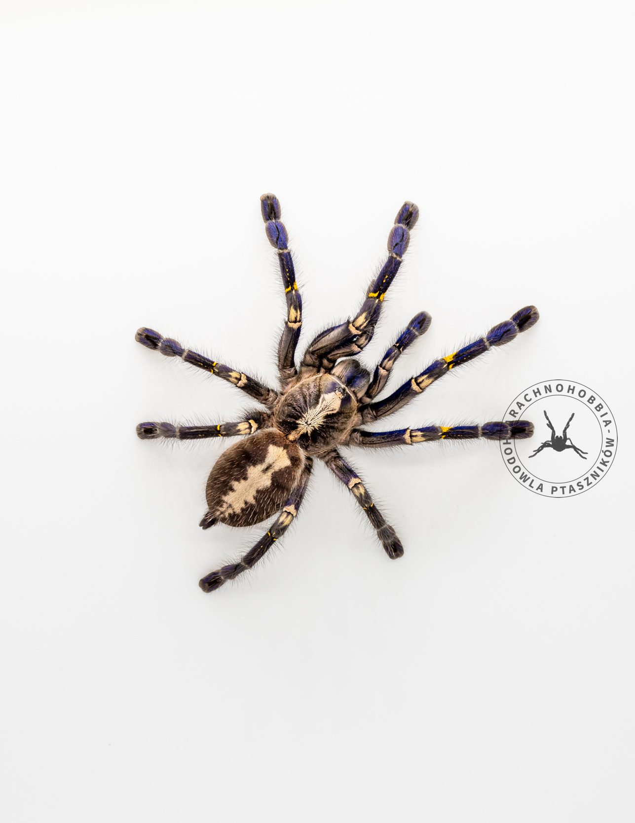 Poecilotheria metallica L1