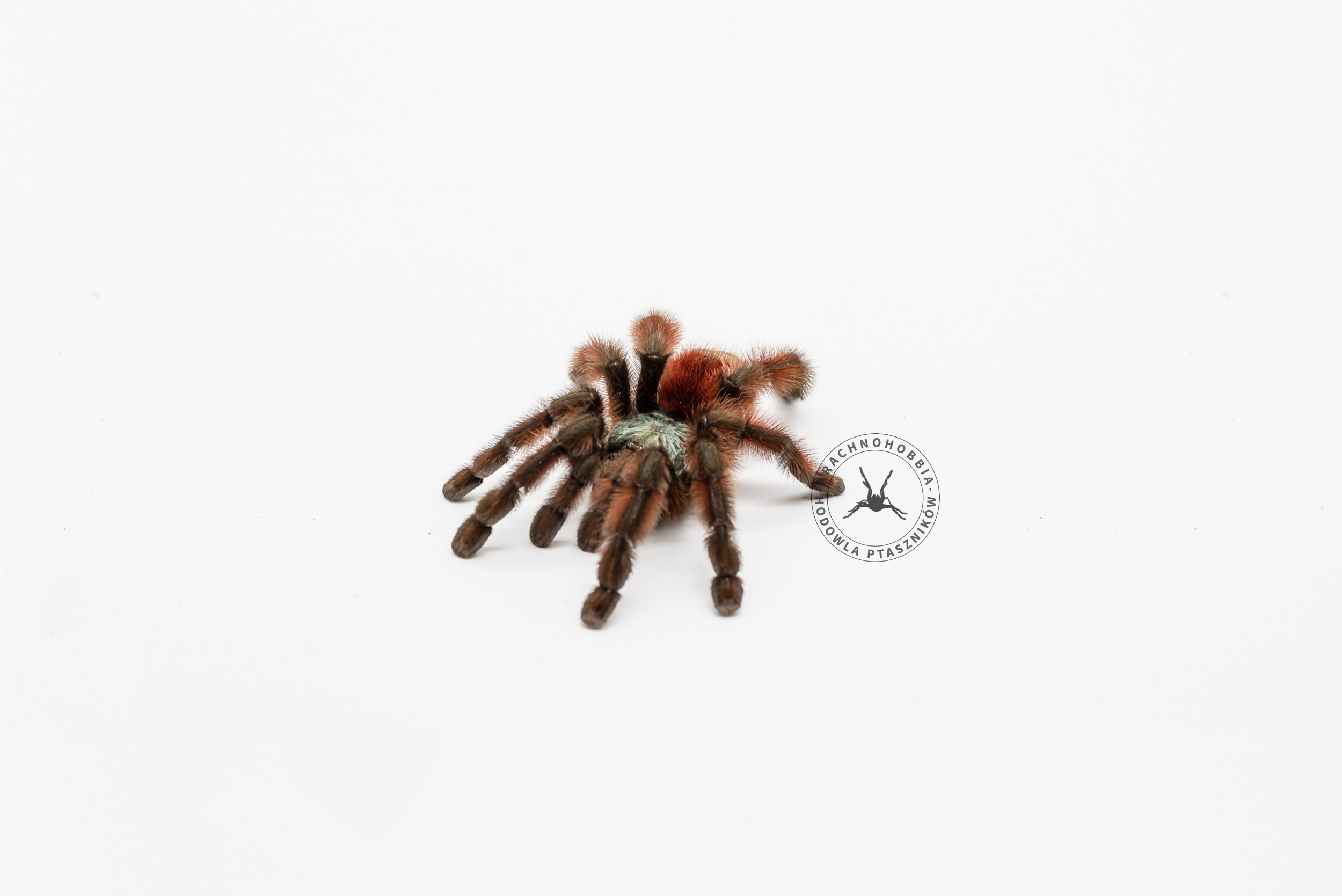Caribena versicolor L2