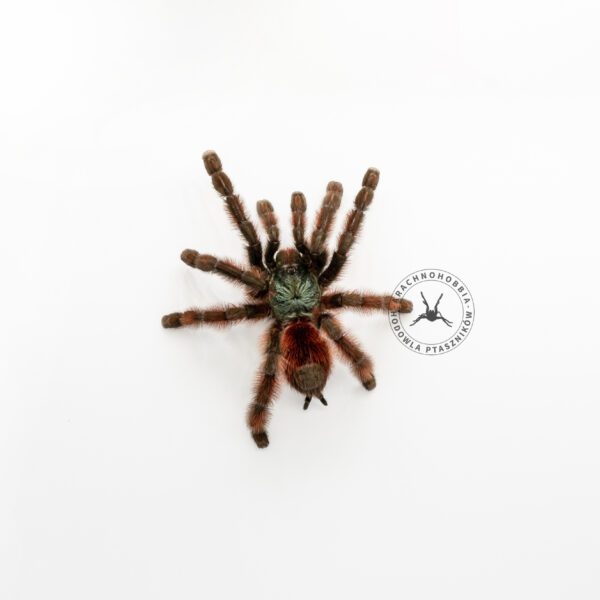 Caribena versicolor - 2,5 DC ♀