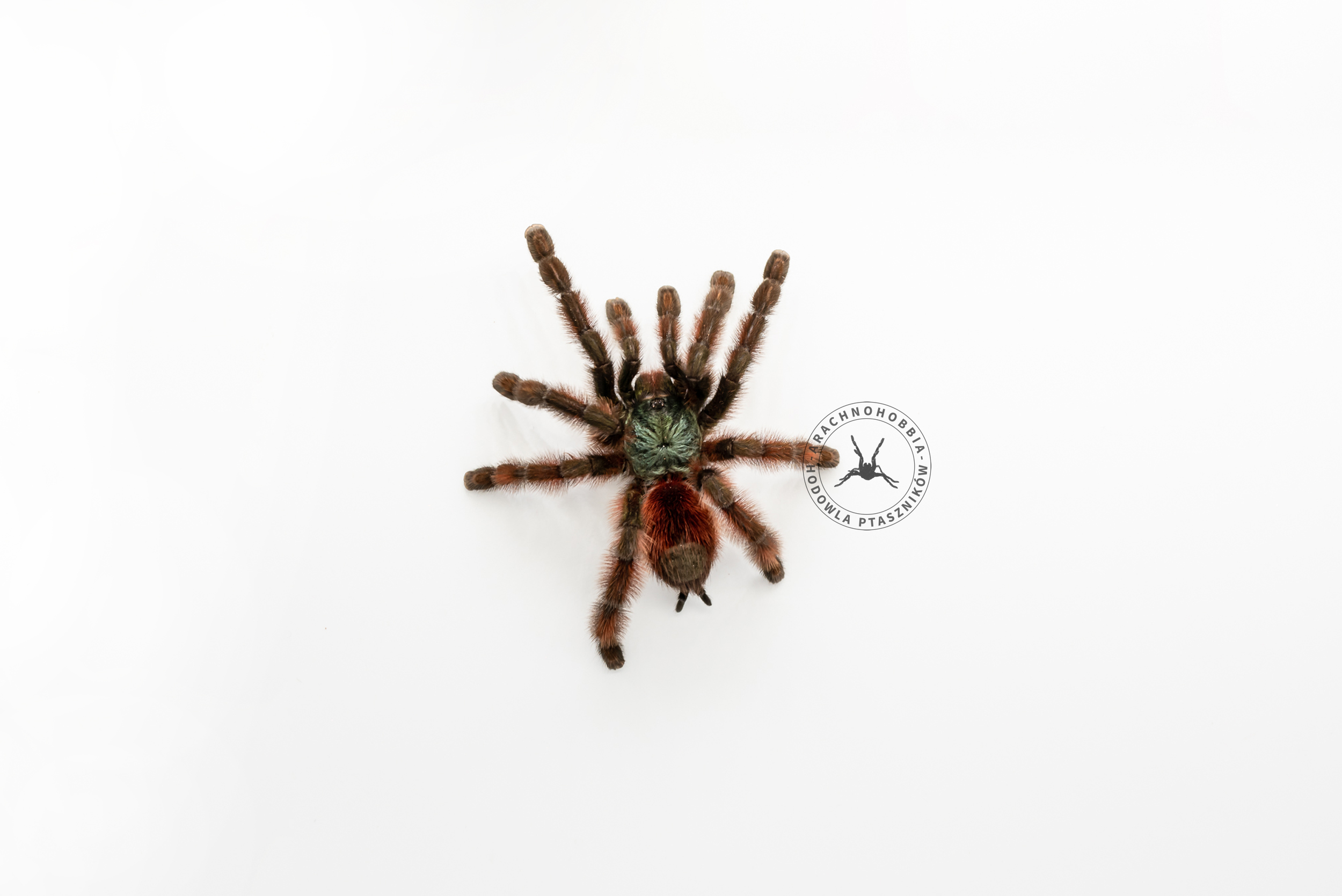 Caribena versicolor L2