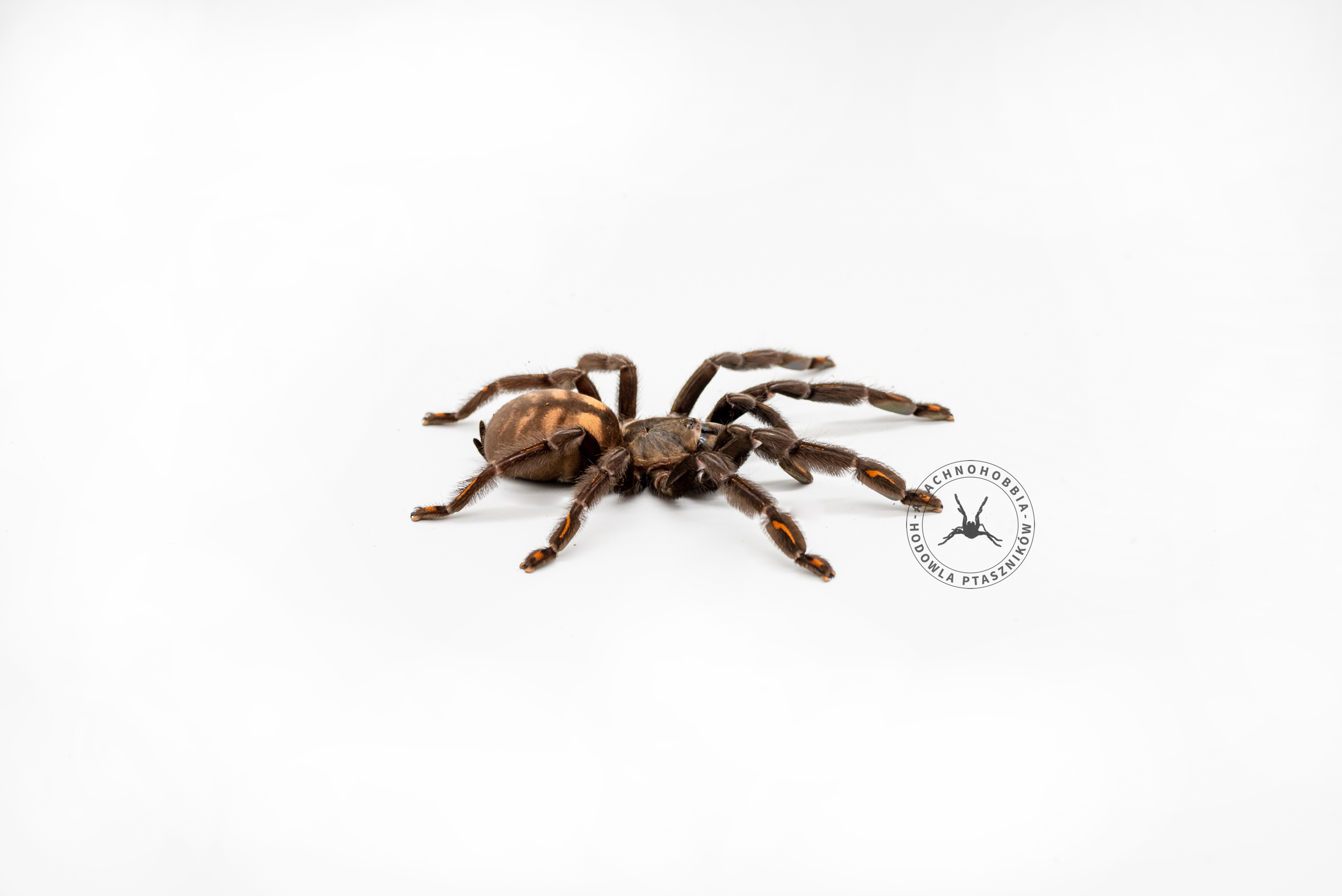 Psalmopoeus irminia 1,5DC
