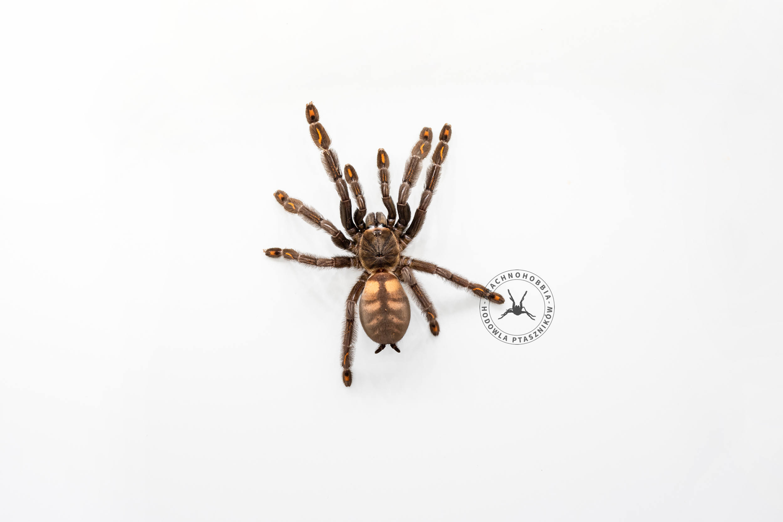 Psalmopoeus irminia 1,5DC