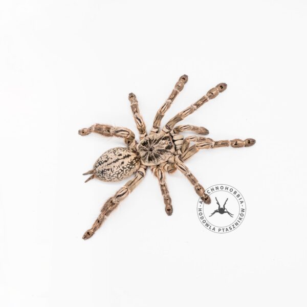 Heteroscodra maculata - L1