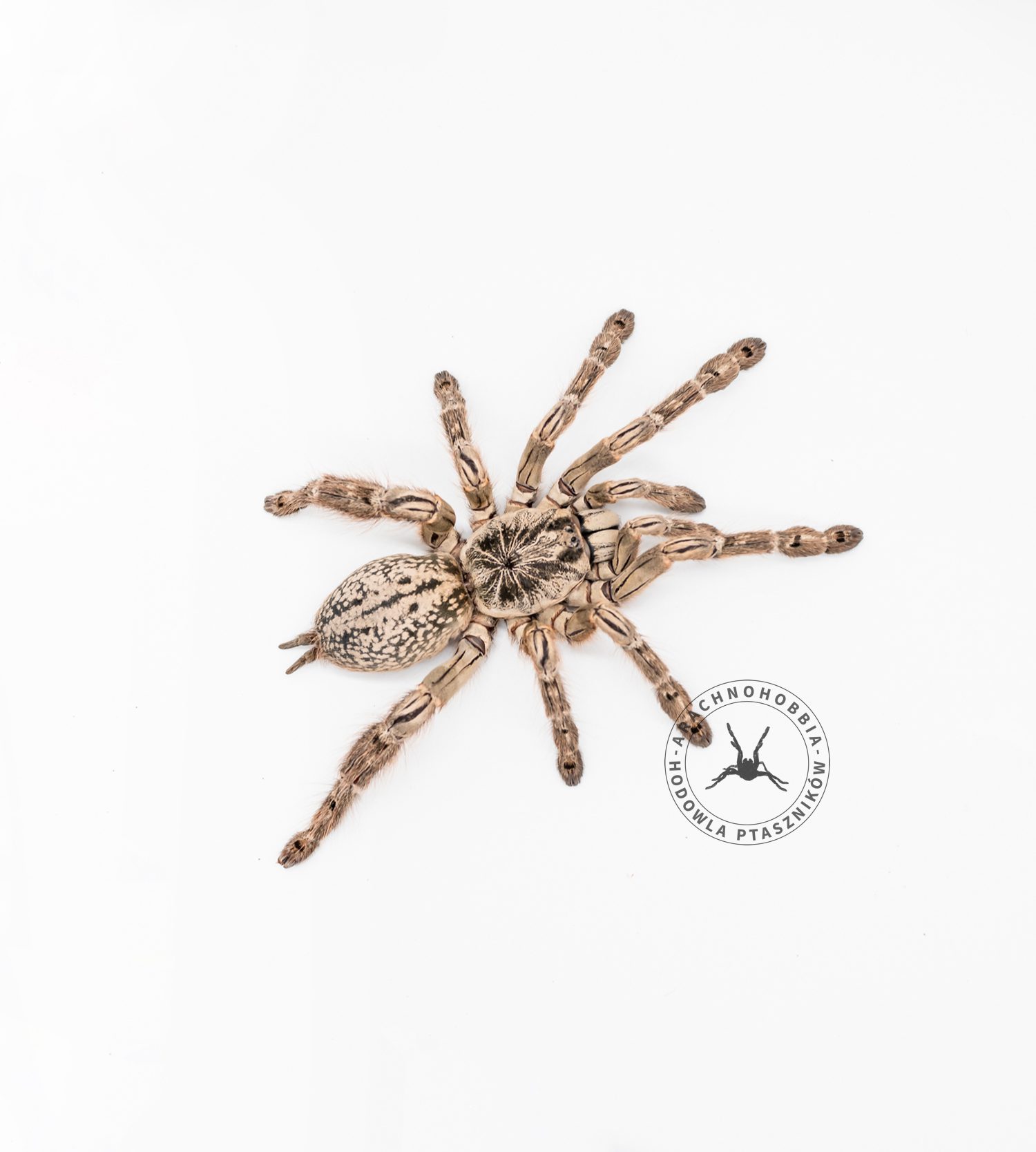 Heteroscodra maculata L1