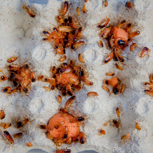 Karaczan turecki 100szt. MEDIUM 0,5-1,5 cm