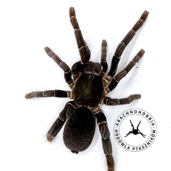 Hysterocrates gigas - L1