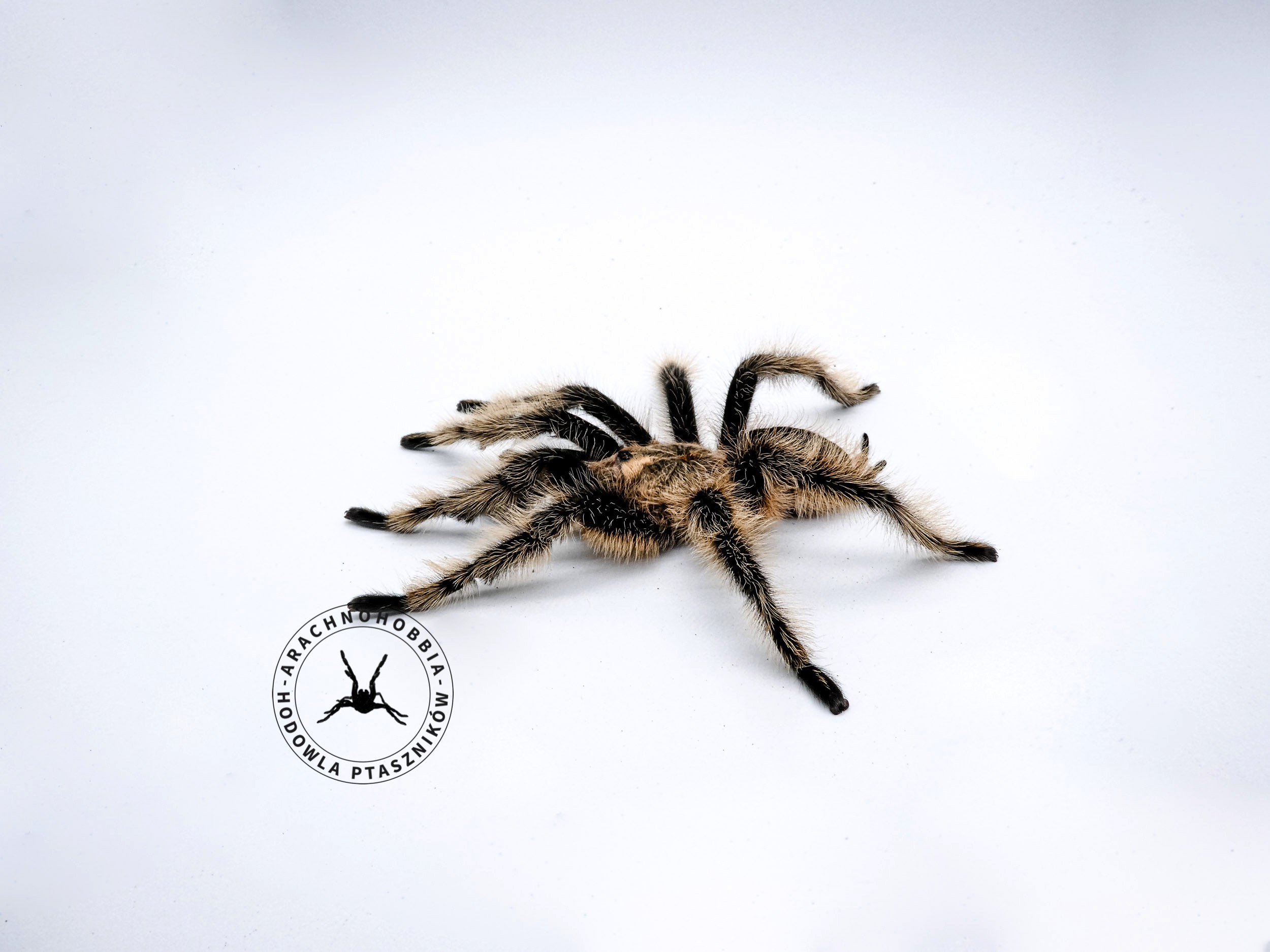 Tliltocatl albopilosus "Nicaragua" L1