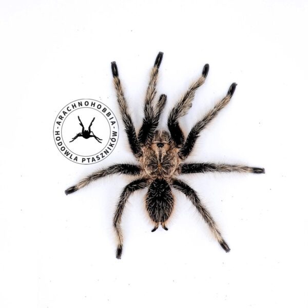 Tliltocatl albopilosus - 3 DC ♀
