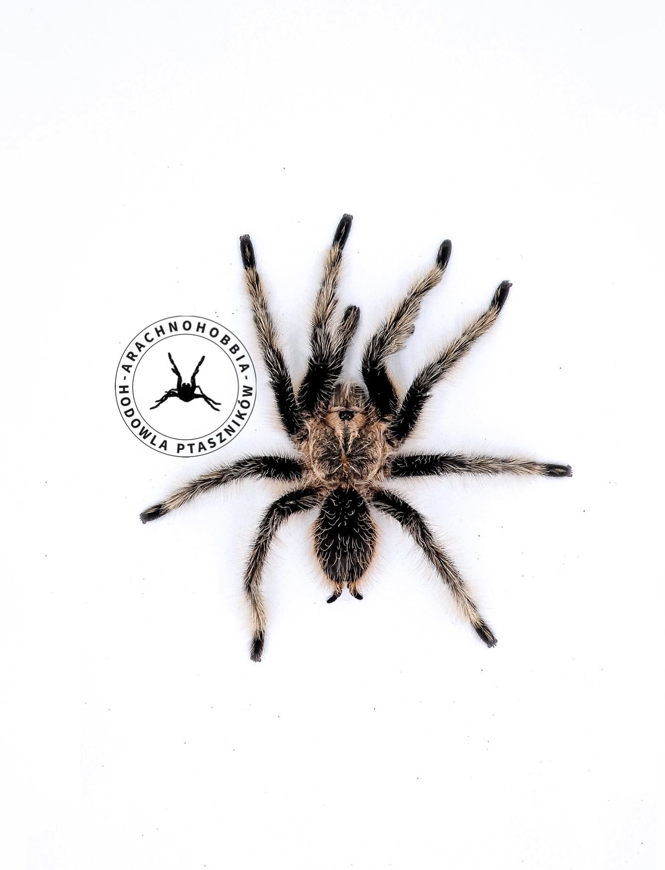 Tliltocatl albopilosus "Nicaragua" L1
