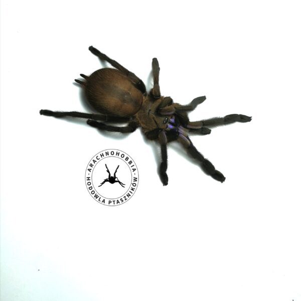 Chilobrachys natanicharum - L3