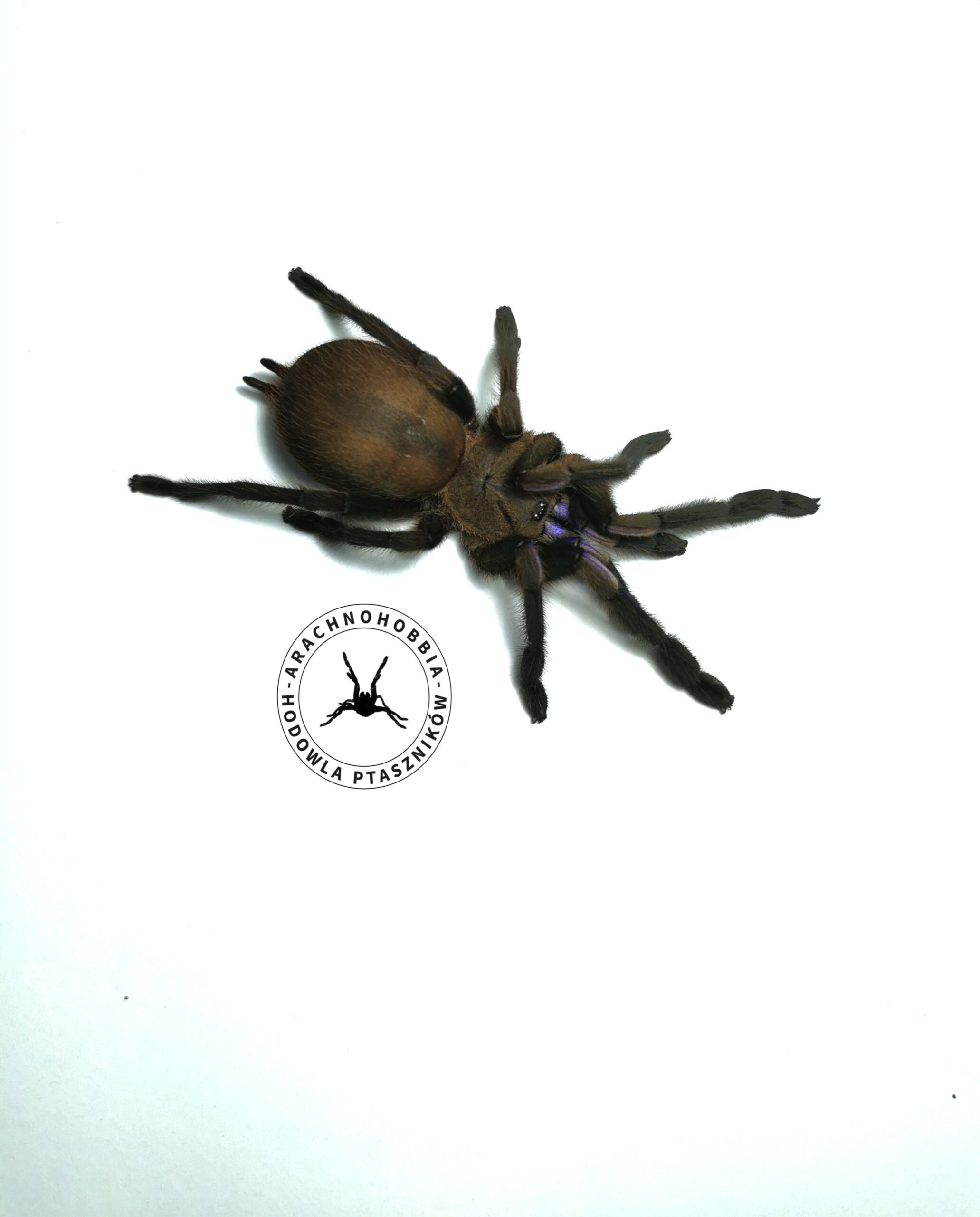 Chilobrachys sp. electric blue L2