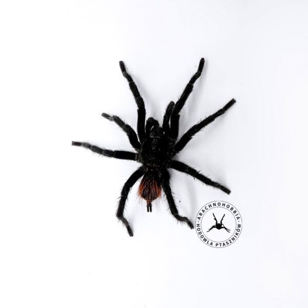 Tliltocatl vagans - L3