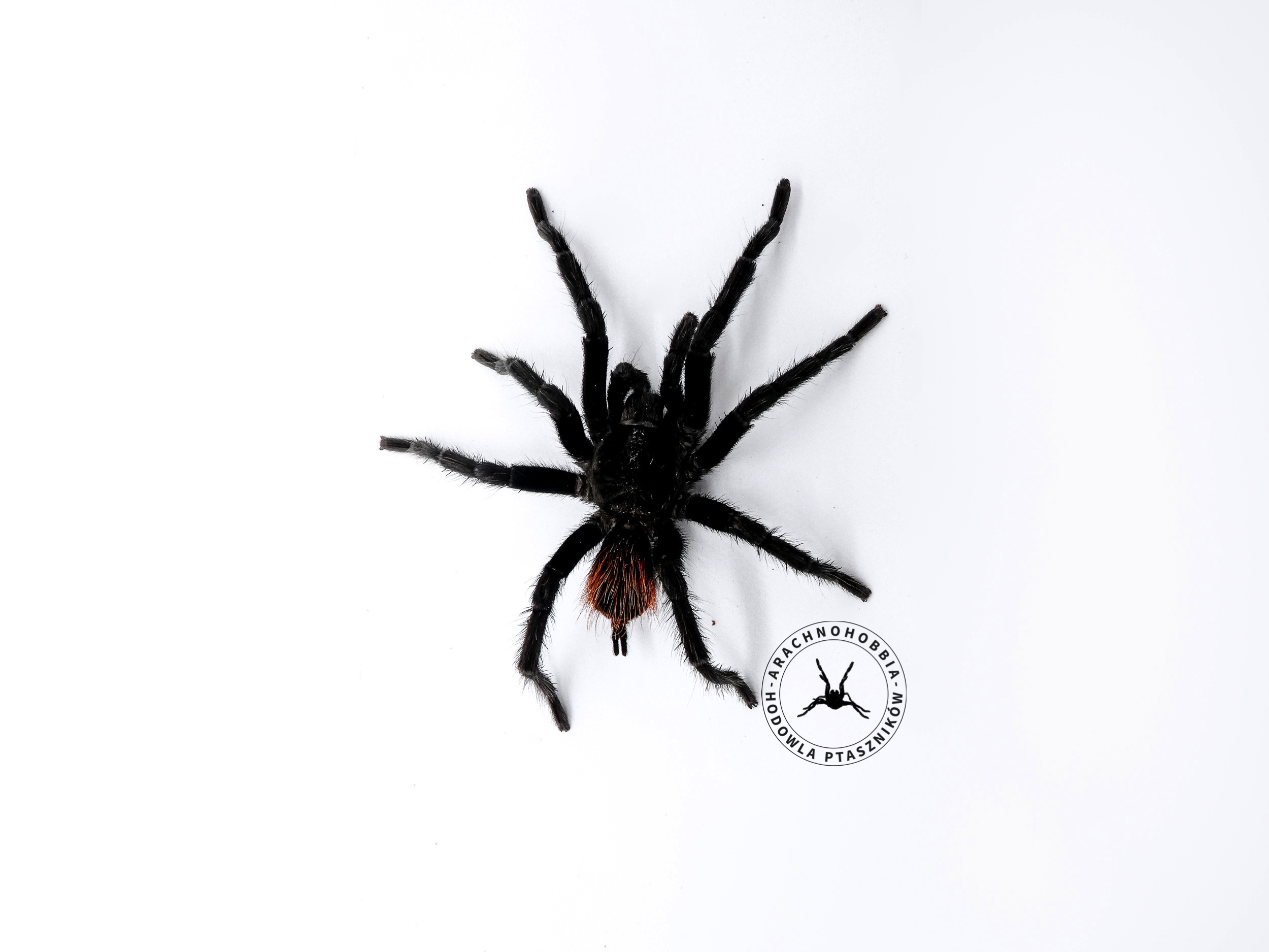 Tliltocatl vagans L1