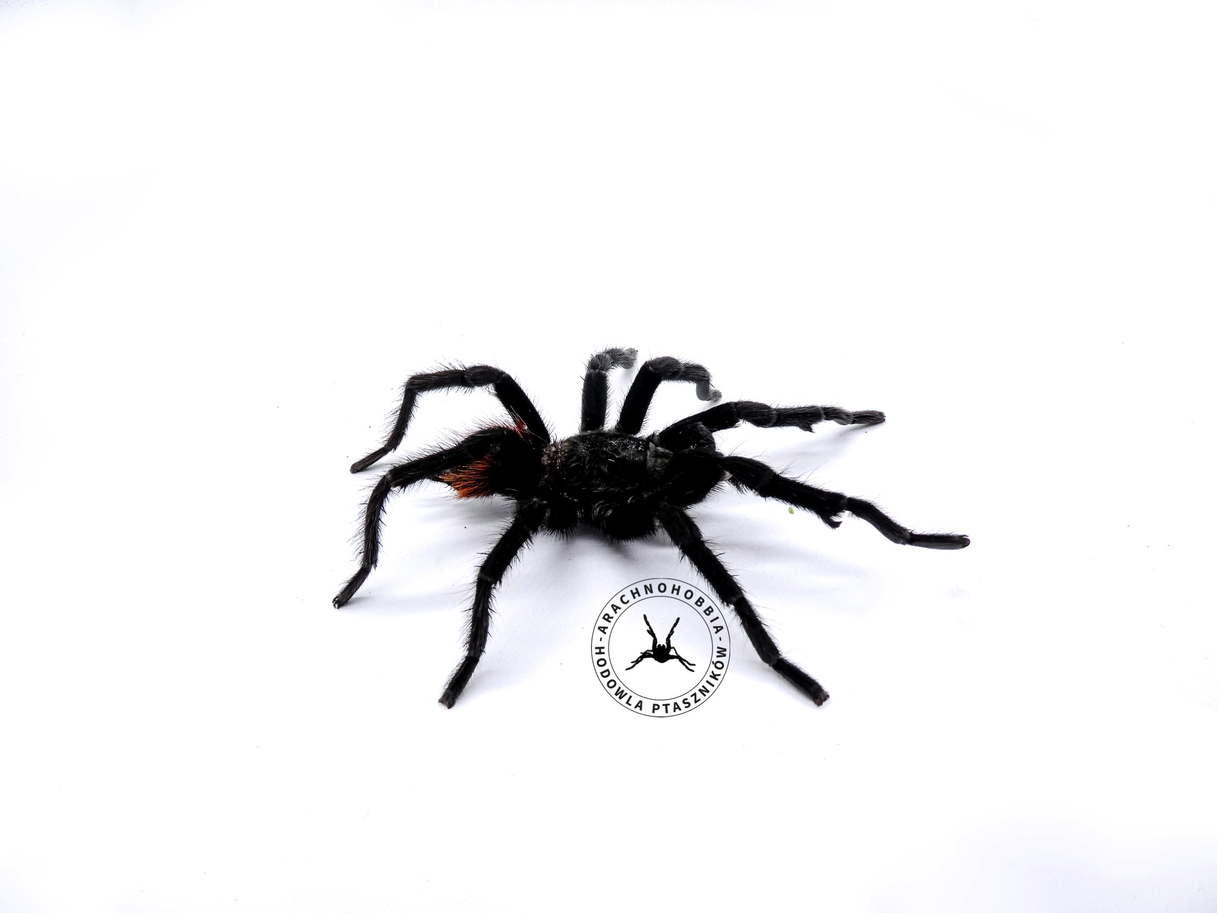 Tliltocatl vagans L1