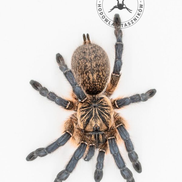 Harpactira pulchripes - L2