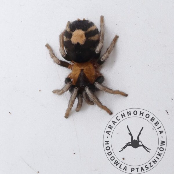 Cyriocosmus elegans - L1