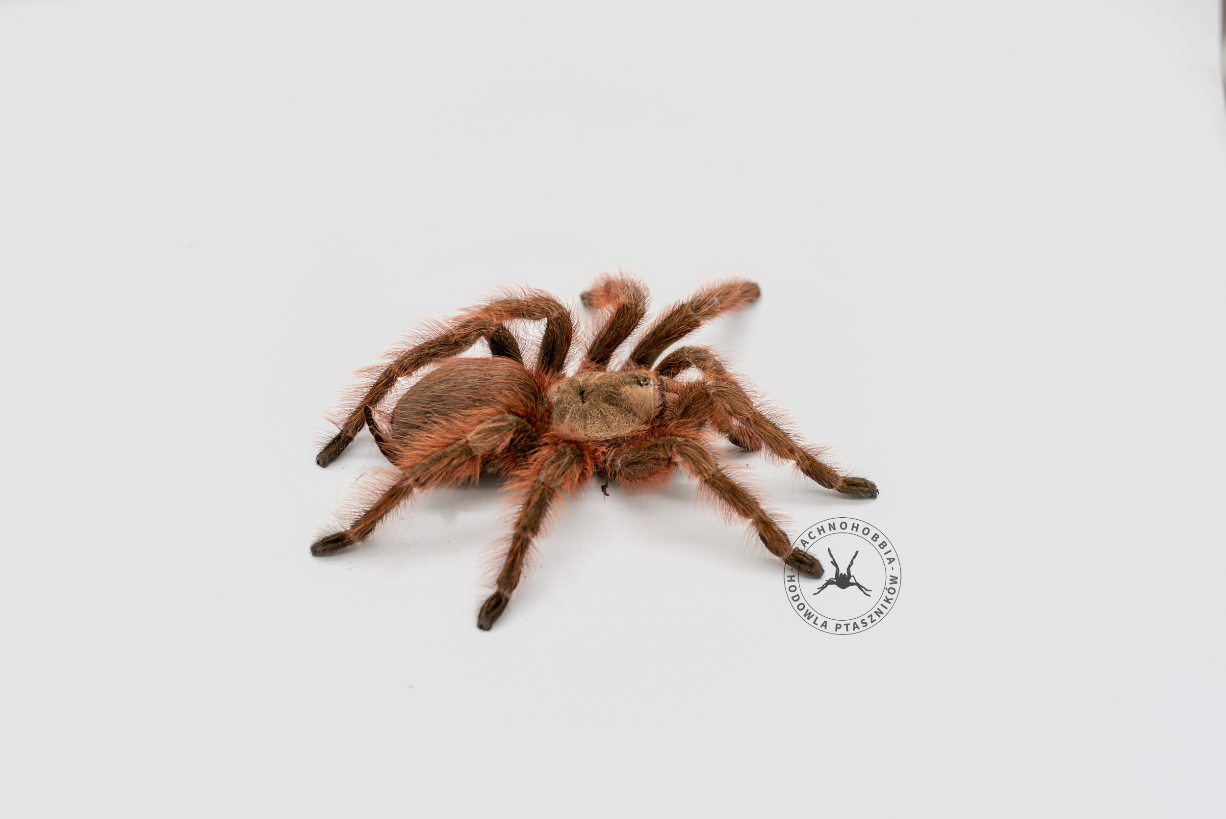 Nhandu carapoensis L2