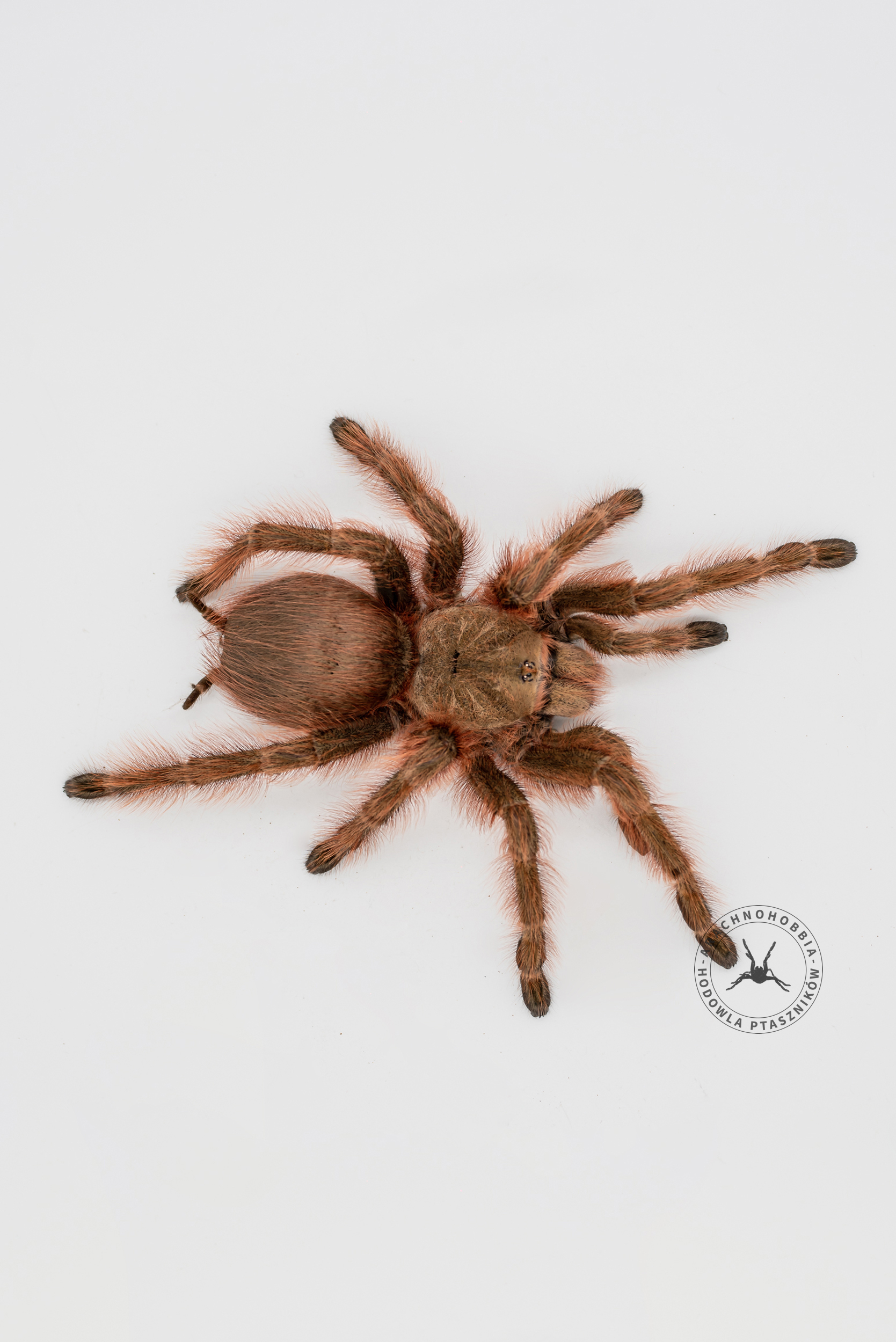 Nhandu carapoensis L2
