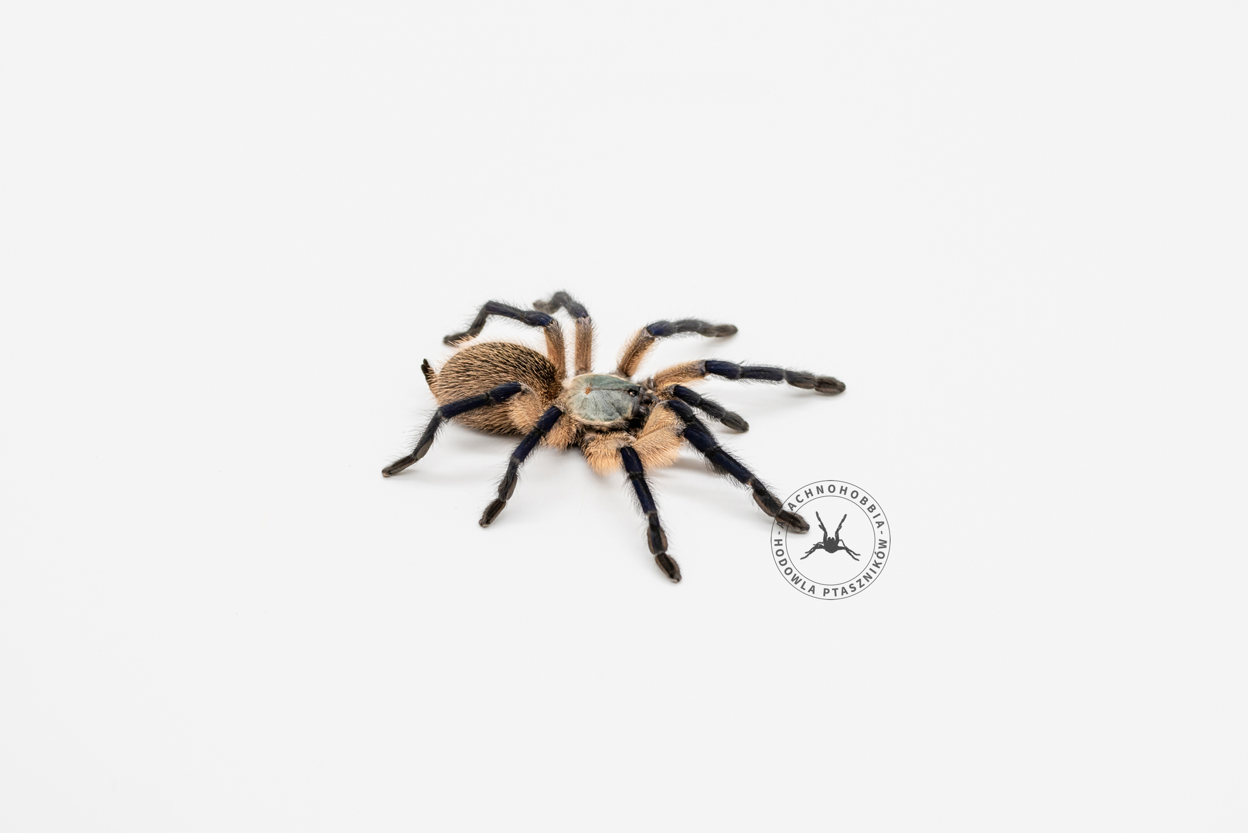 Monocentropus balfouri L4