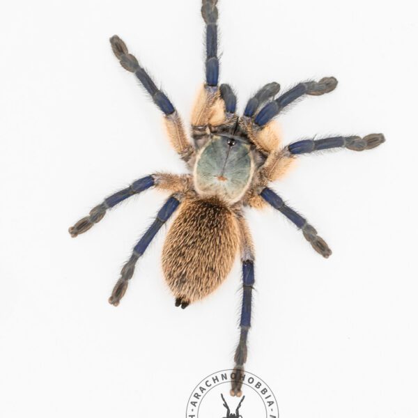Monocentropus balfouri - L2, pakiet 5 szt.