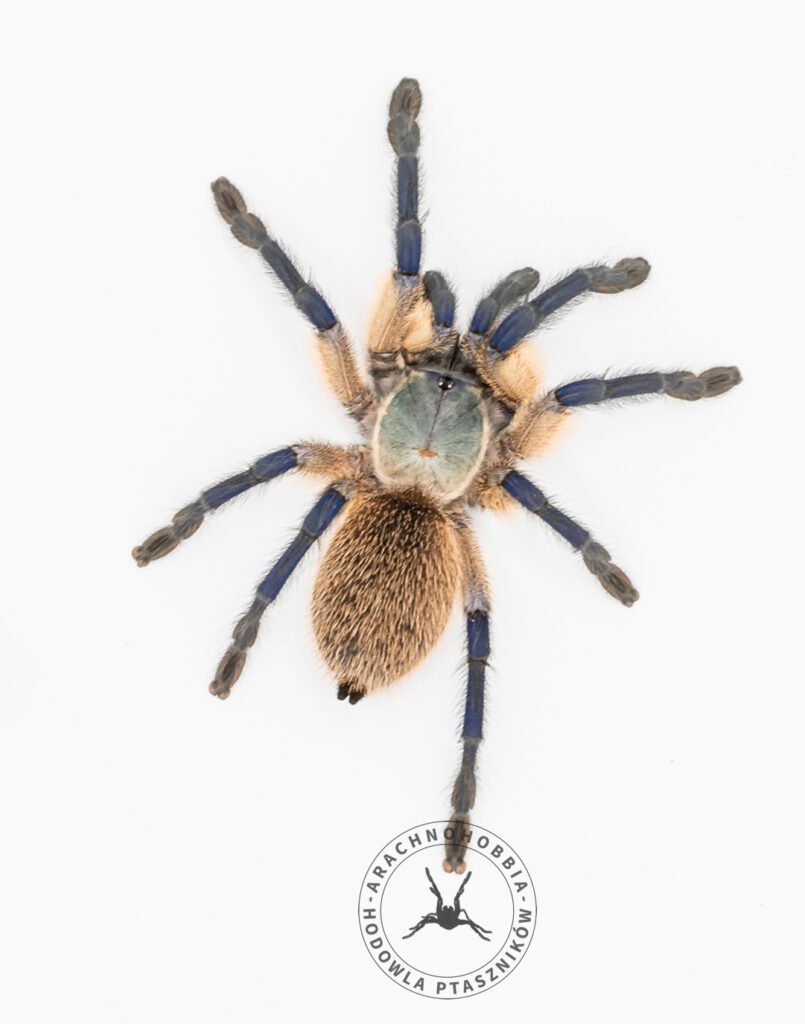 Monocentropus balfouri L4