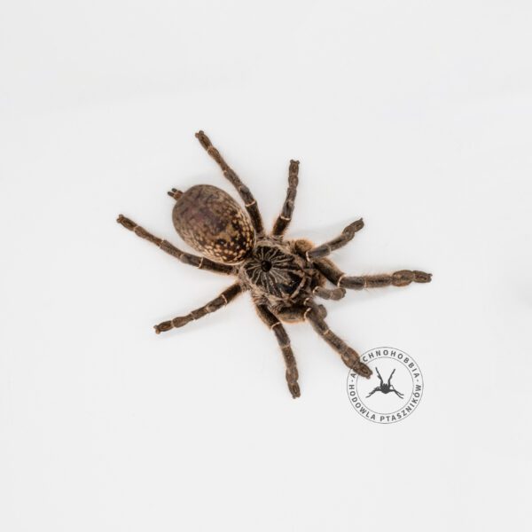 Ceratogyrus marshalli - L2