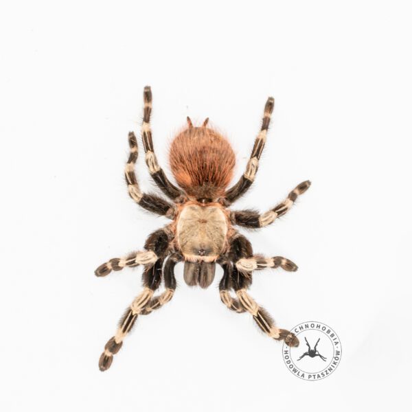 Vitalius chromatus - 2,5 DC ♀