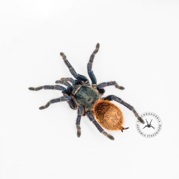 Chromatopelma cyaneopubescens - L2