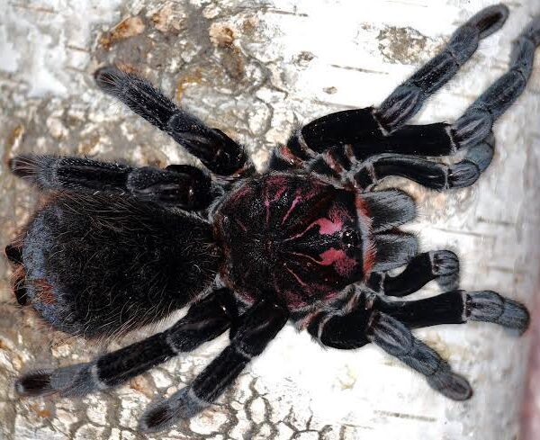Xenesthis immanis - L1