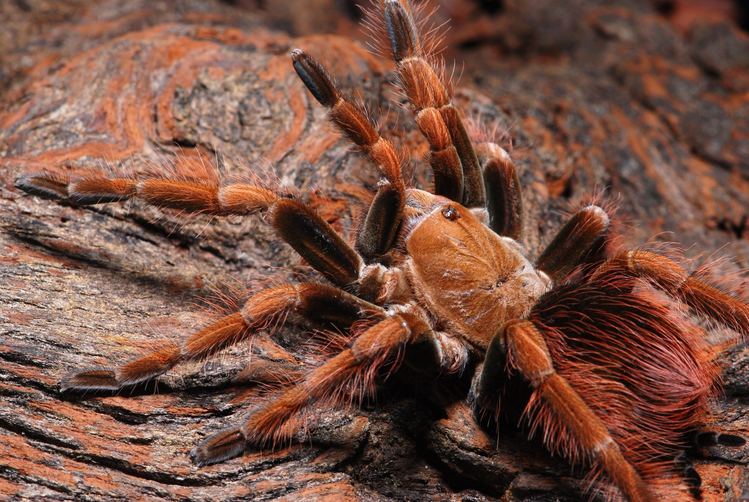 Pamphobeteus sp - L1