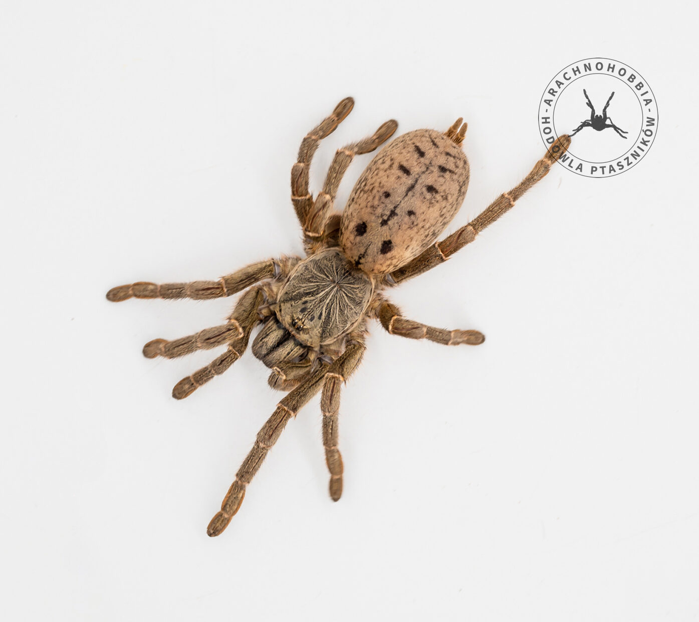 Pterinochilus lugardi 2DC ♀